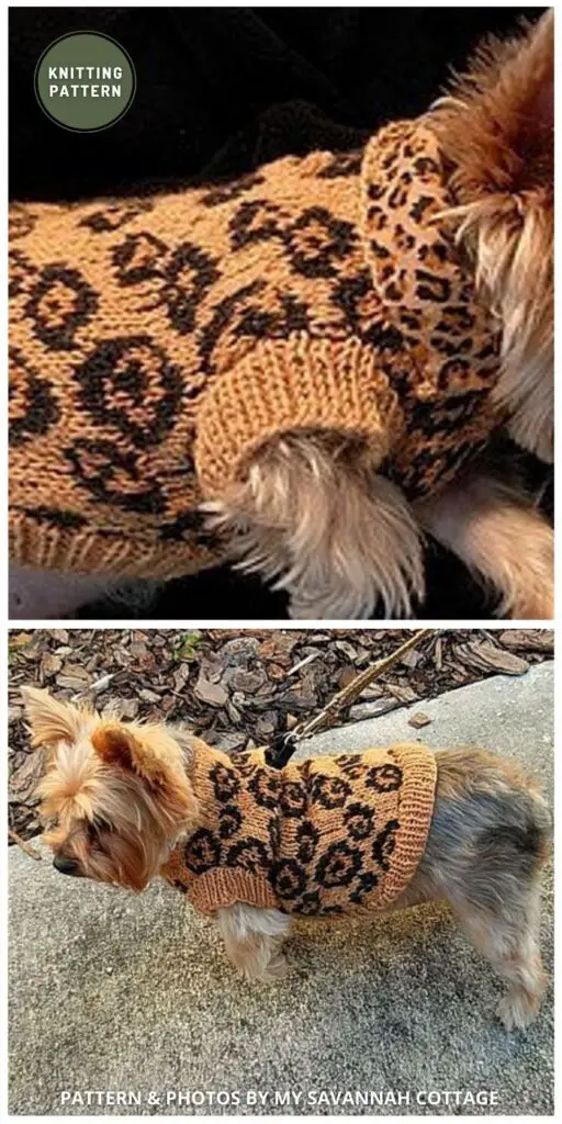 Sexy Beast Dog Sweater - 11 Easy Knitted Dog Sweater Patterns For All Sizes